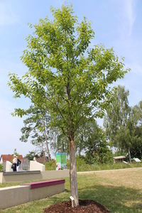 Friedensbaum-k.JPG